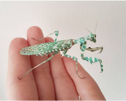 Mante - Blepharopsis Mendica