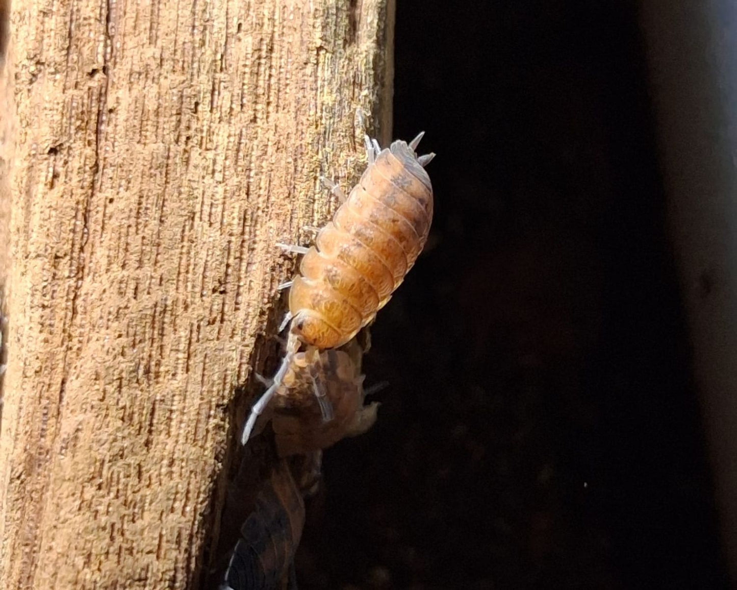 Cloportes - Porcellio scaber “Lava”