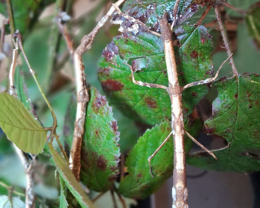 Insecto palo - Hermagoras foliopeda