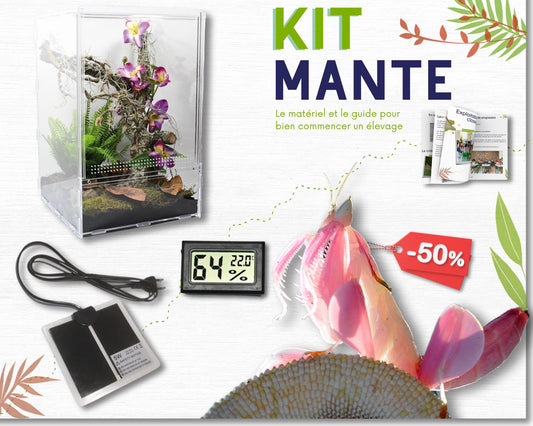 Kit de cría - Mantis (religiosa) 