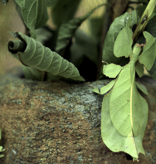 Criptophyllium limogesi 