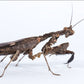 Mantis Hoja - Deroplatys Lobata