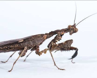 Mantis Hoja - Deroplatys Lobata