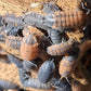 Cloportes - Porcellio scaber “Lava”