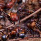 Fourmis - Camponotus Nicobarensis