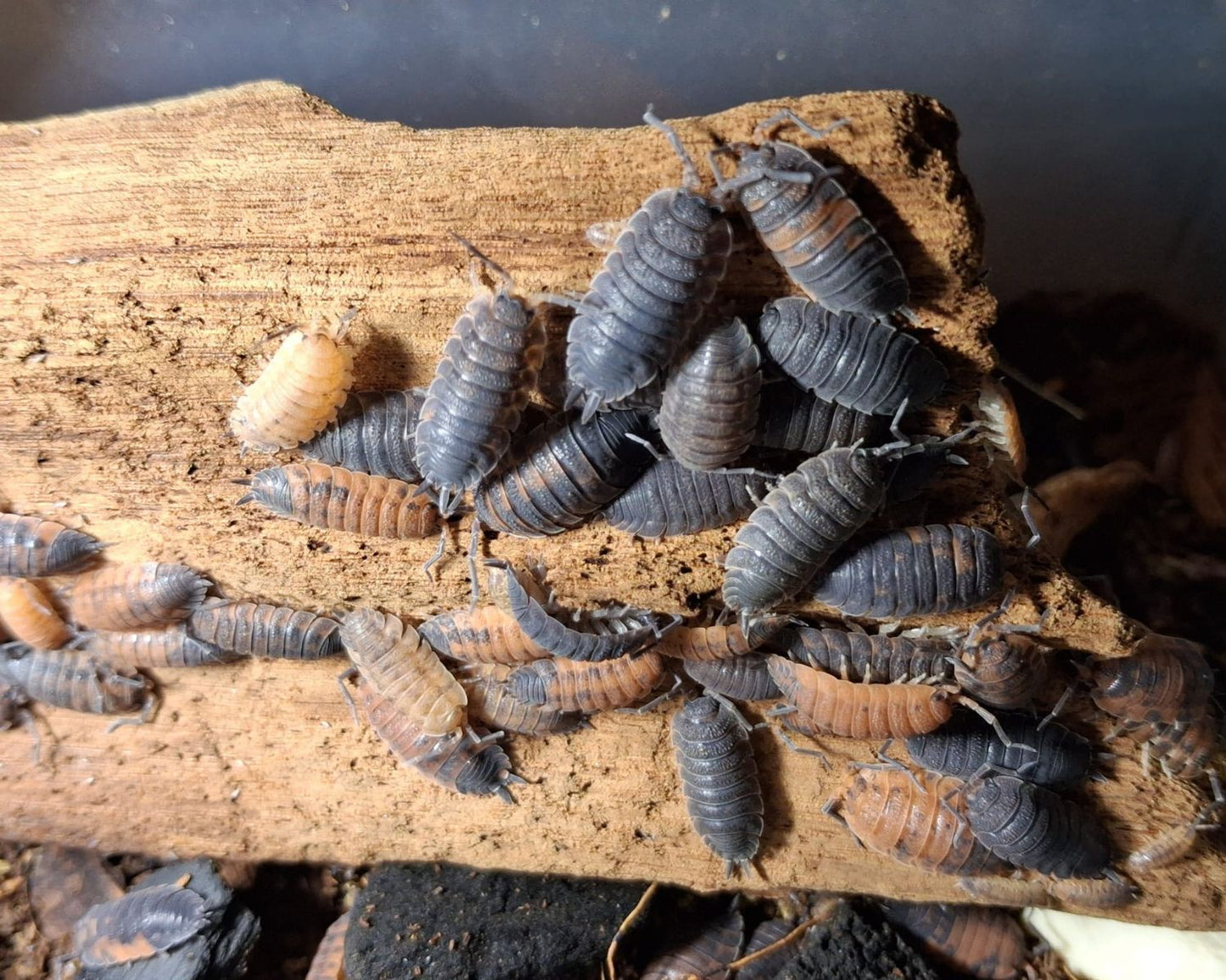 Cloportes - Porcellio scaber “Lava”