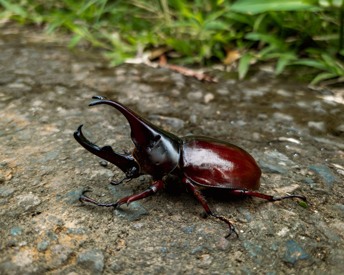 Coléoptère - Xylotrupes gideon sumatrensis
