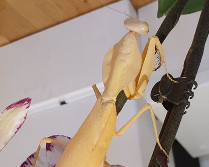 Mantis - Rhombodera kirbyi