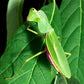 Mantis - Rhombodera kirbyi