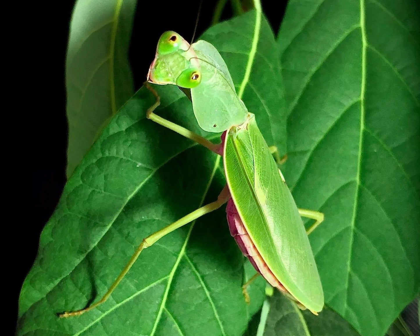 Mantis - Rhombodera kirbyi