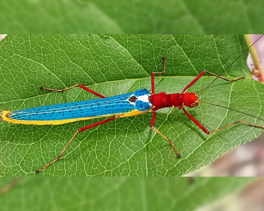 Phasme - Calvisia khlongsokana