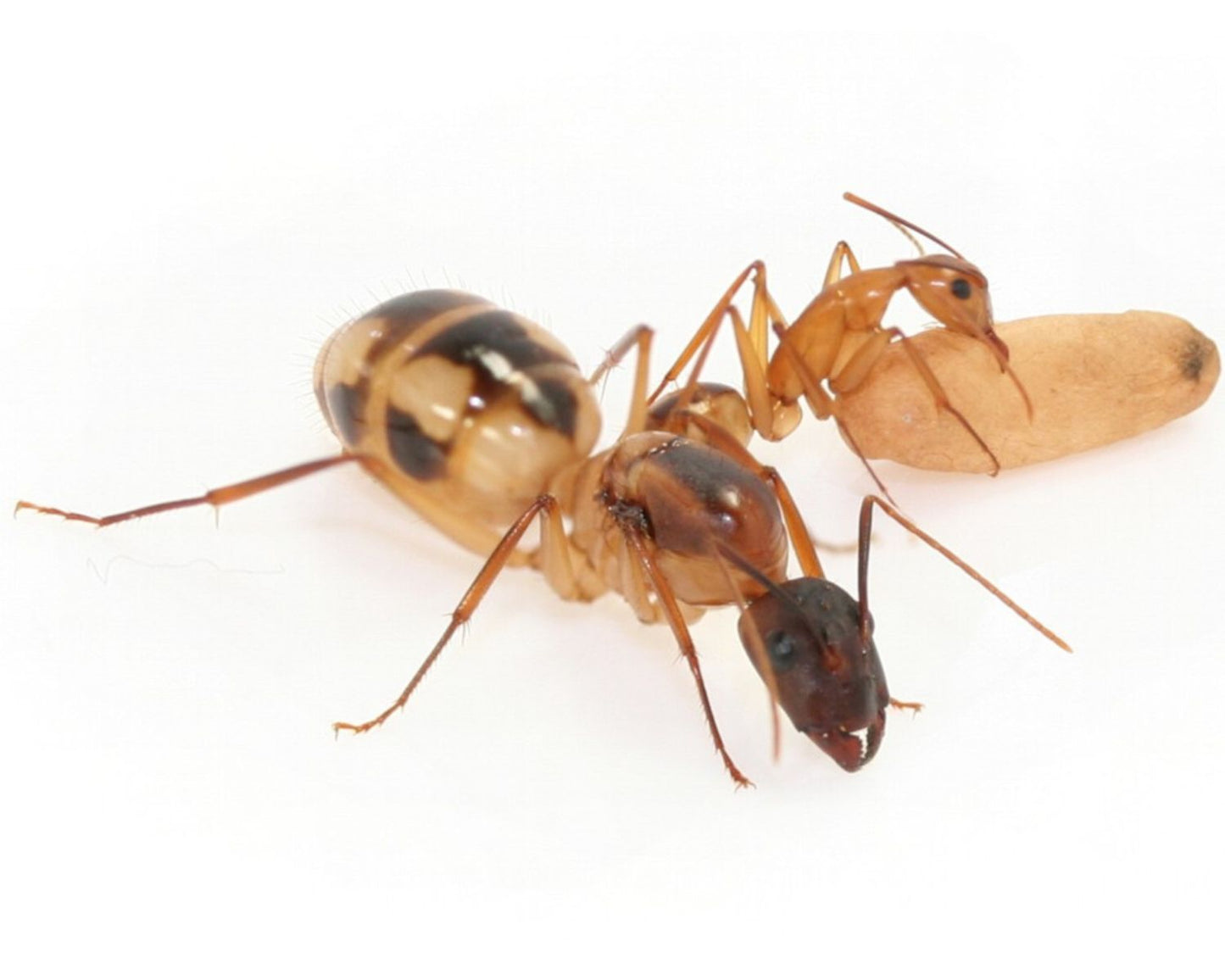 Fourmis - Camponotus Maculatus