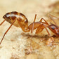 Acheter fourmis camponotus maculatus 