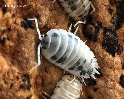 Kit de cría de cochinillas - Cubaris Panda king