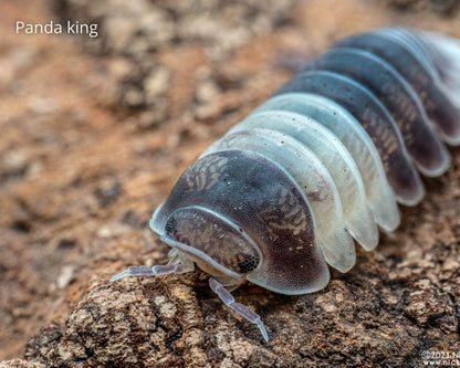 Kit de cría de cochinillas - Cubaris Panda king