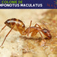 Kit de hormigas - Camponotus maculatus 