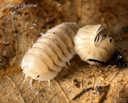 Kit de cría de cochinillas - Cubaris Panda king