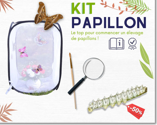 Kit de cría - Mariposas 