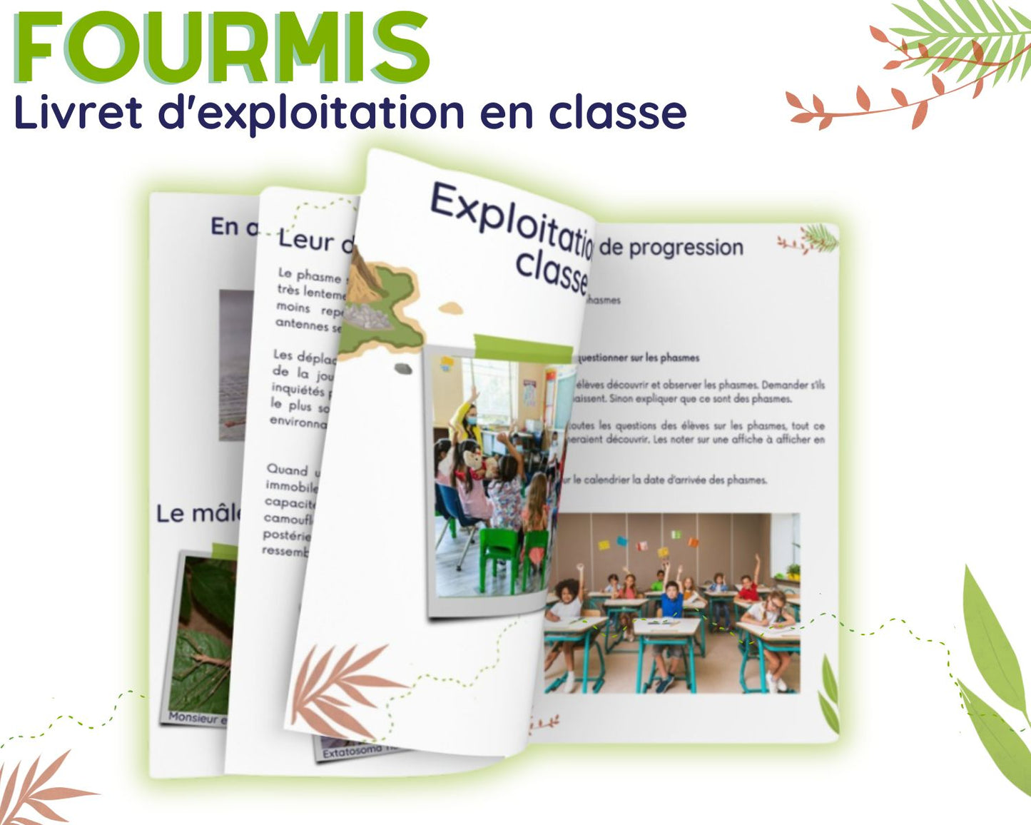 Guide d'Élevage en Classe - Fourmis