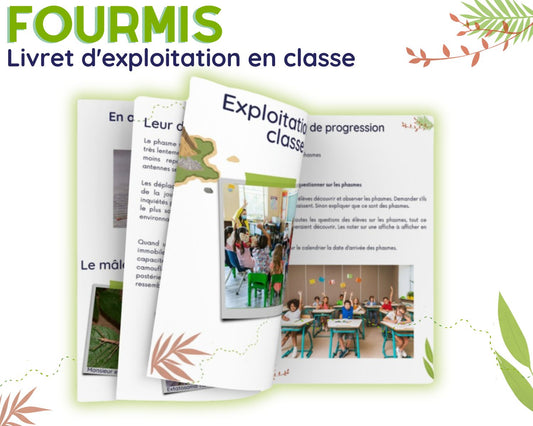 Guide d'Élevage en Classe - Fourmis