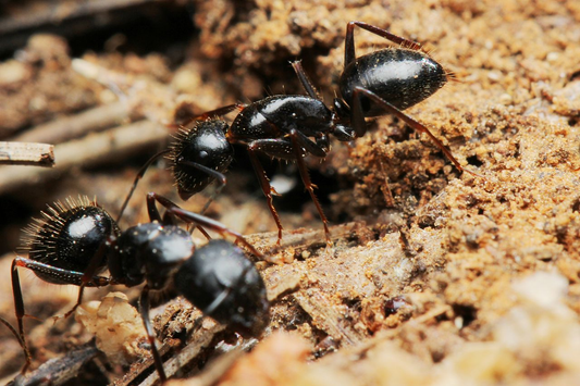 Hormigas - Camponotus Aethiops
