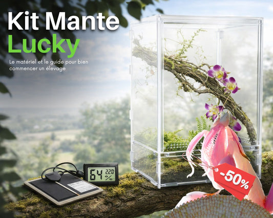 Kit de cría - Mantis (religiosa) 