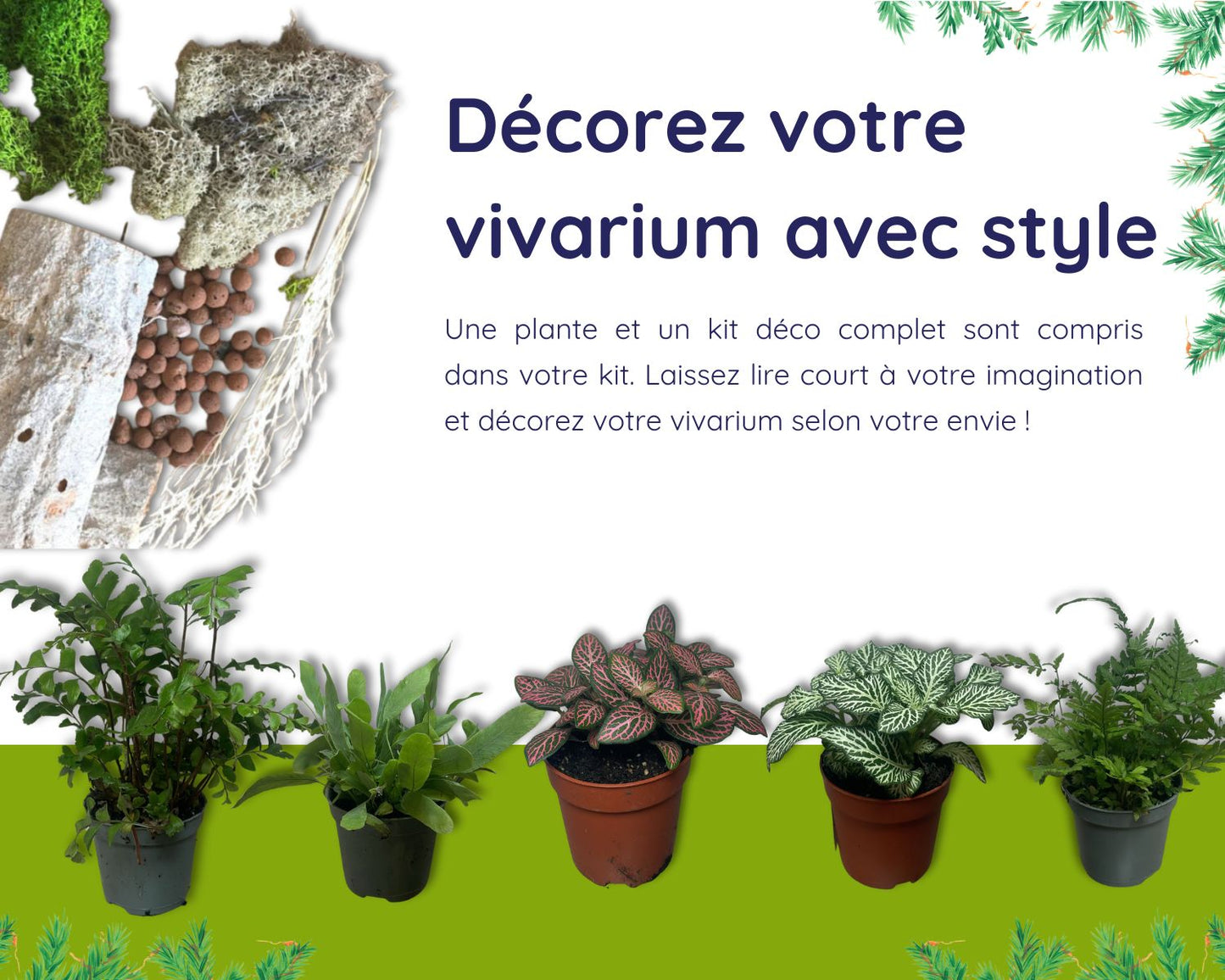 Caja de regalo cría de fásmidos