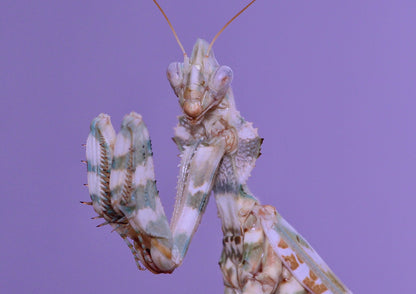 Mante - Blepharopsis Mendica