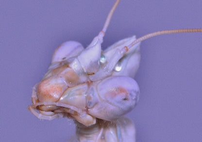 Mante - Blepharopsis Mendica