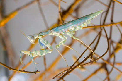 Mante - Blepharopsis Mendica