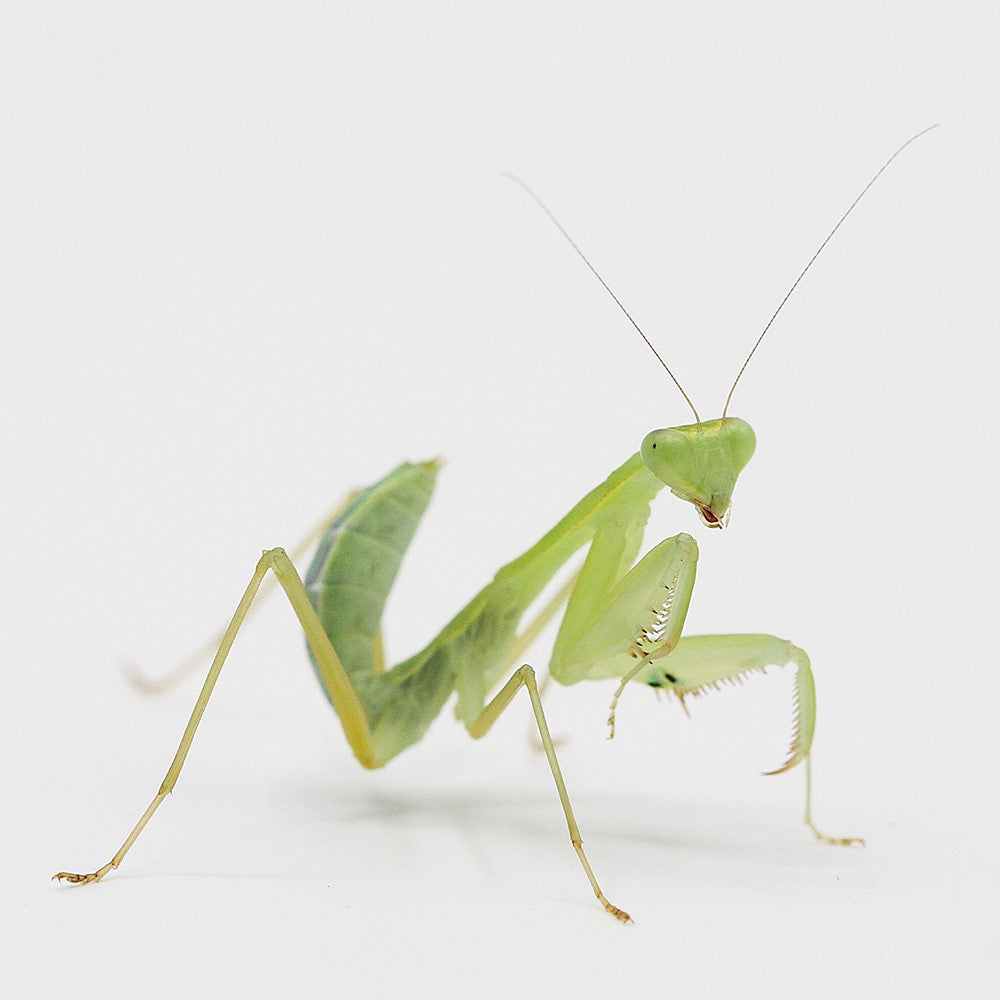 Mantis - Sphodromantis aurea