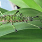 Fásmidos - Spinohirasea Bengalensis