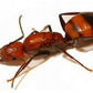 Fourmis - Camponotus Nicobarensis