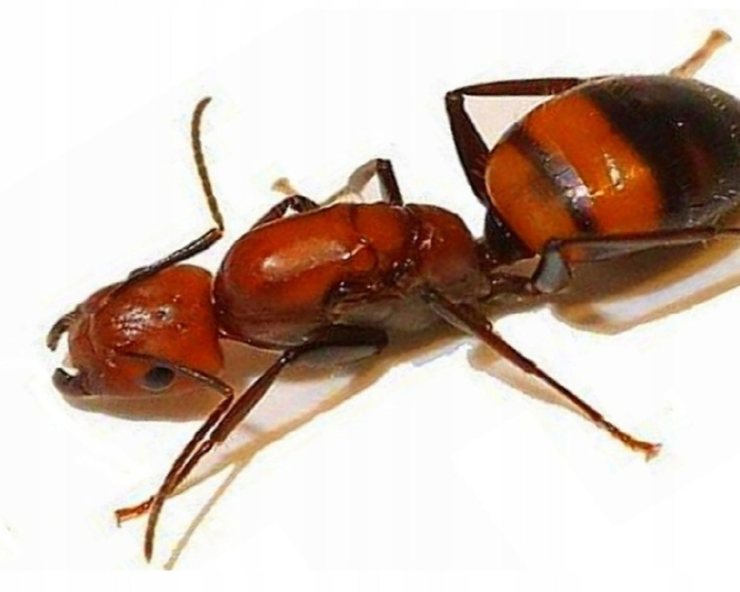 Fourmis - Camponotus Nicobarensis