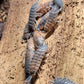 Cloportes - Porcellio scaber “Lava”