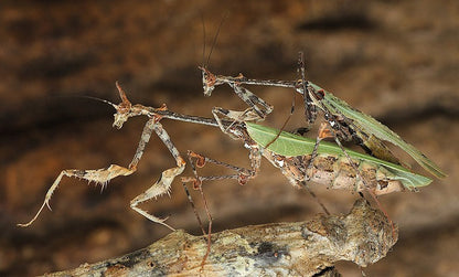 Mantis flor - Chlidonoptera lestoni