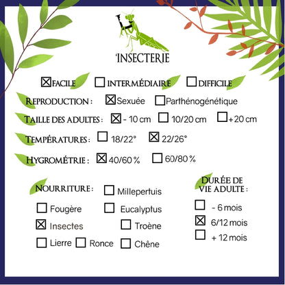 Mantis - Creobroter sp (China)