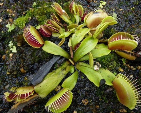 Sierra respuesta confiar "Planta carnívora a la venta en www.linsecterie.com - – L'insecterie"