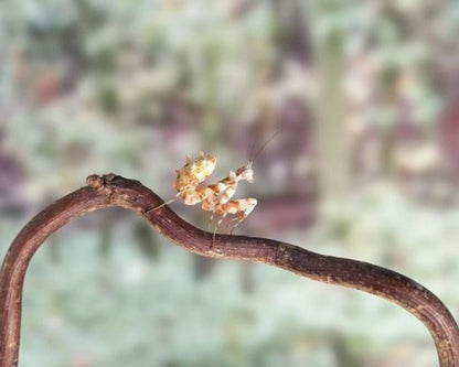 Mantis - Creobroter sp (China)