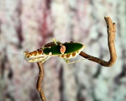 Mantis - Creobroter sp (China)