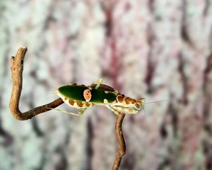 Mantis - Creobroter sp (China)