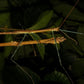 Fásmidos - Marmessoidea sp "cat tien