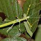 Fásmidos - Necroscia annulipes