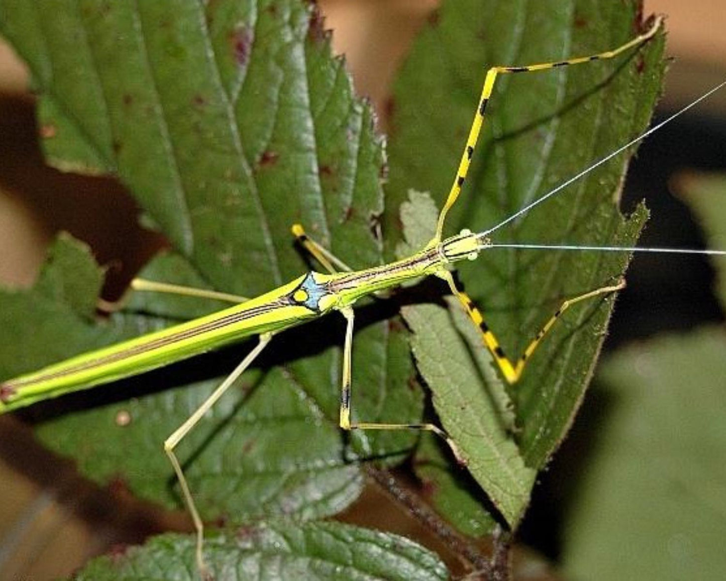 Fásmidos - Necroscia annulipes