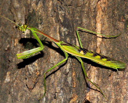 Mantis - Omomantis zebrata