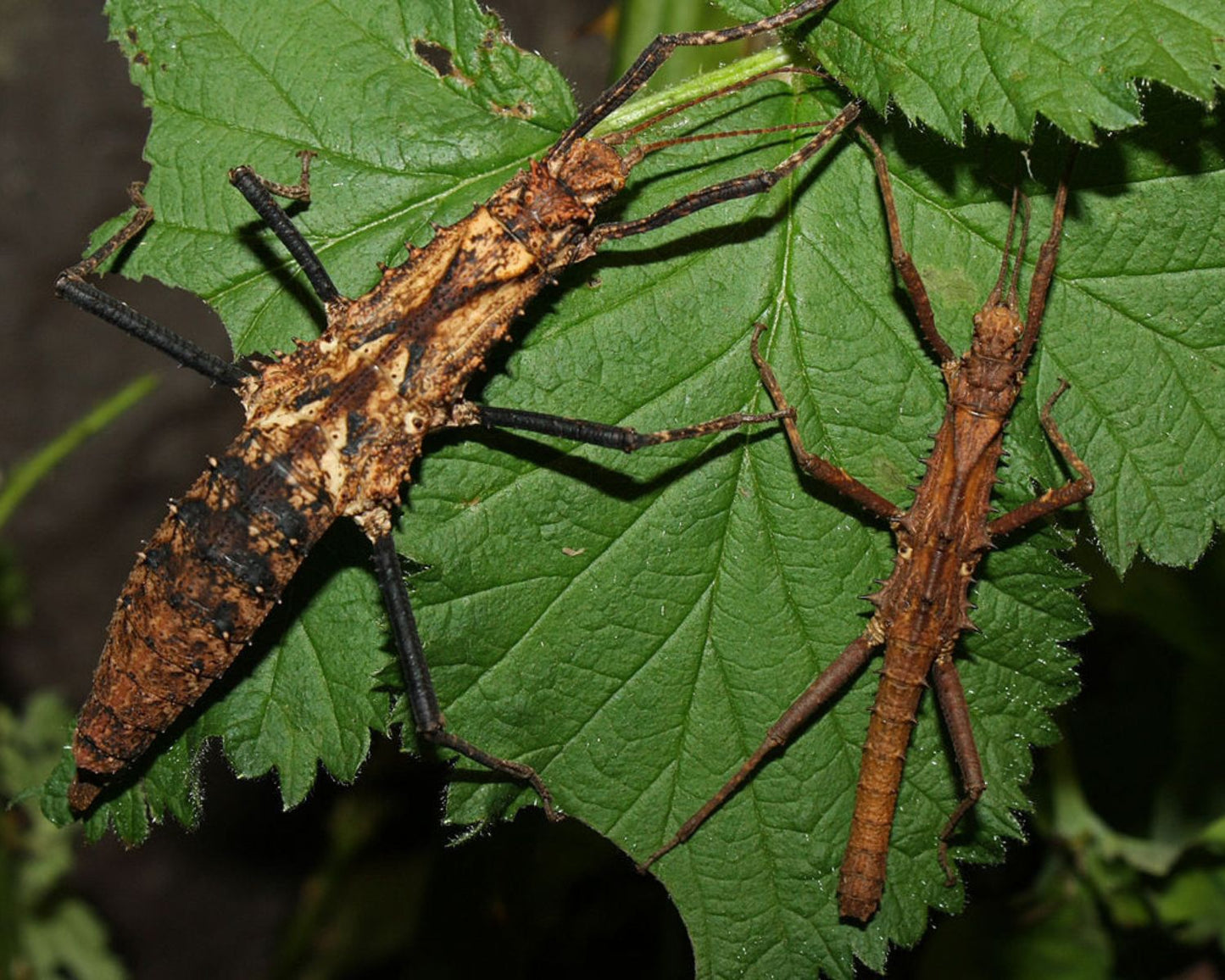 Fásmidos - Tisamenus serratorius