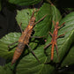 Fásmidos - Tisamenus serratorius