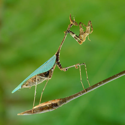 Mantis flor - Chlidonoptera lestoni