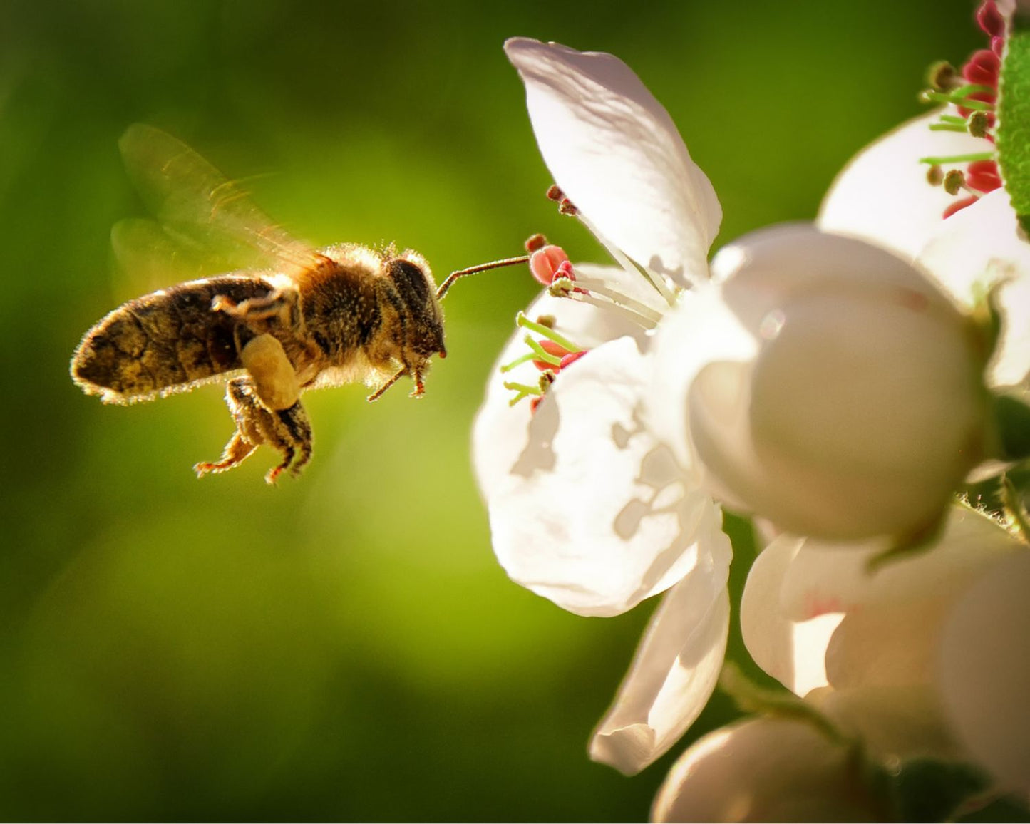 Apoye a las abejas y reciba 1 año de miel.
