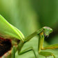 Mantis - Stagmatoptera femoralis